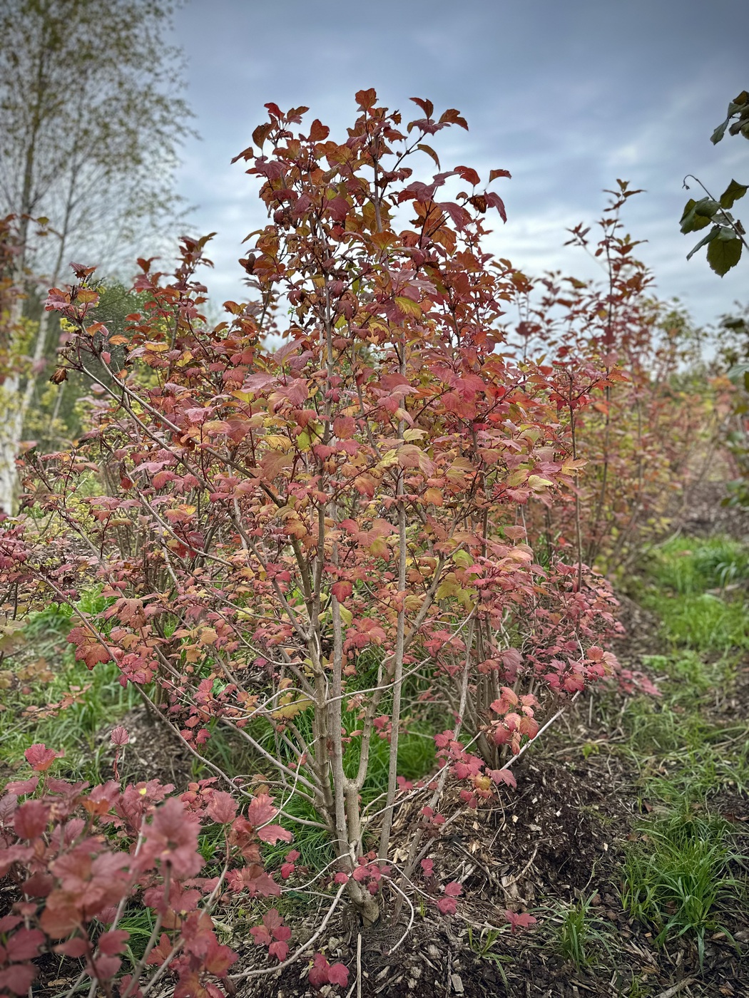 Калина обыкновенная (Viburnum opulus)