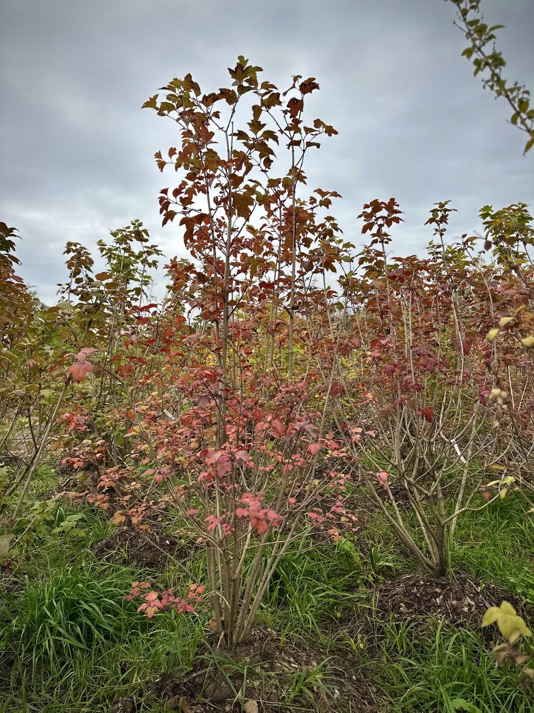 Калина обыкновенная (Viburnum opulus) — изображение 2