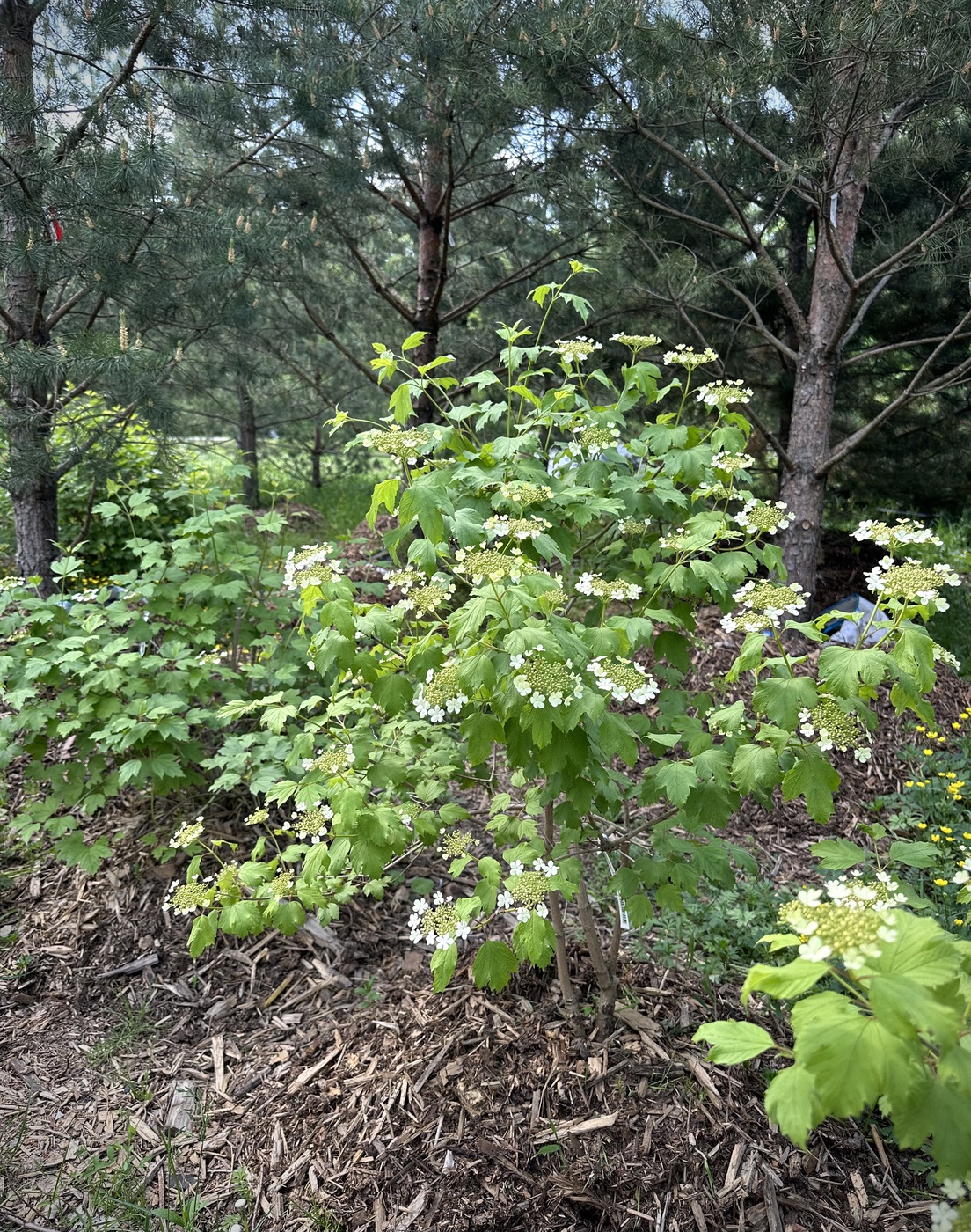 Калина обыкновенная (Viburnum opulus)