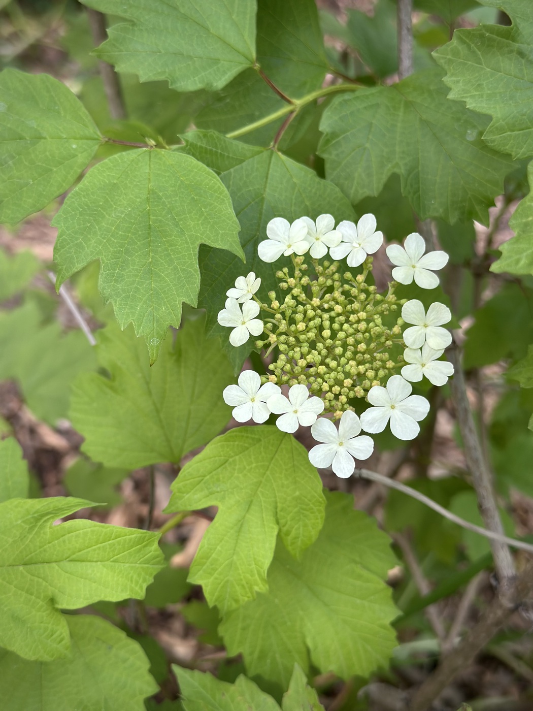 Калина обыкновенная (Viburnum opulus) — изображение 2