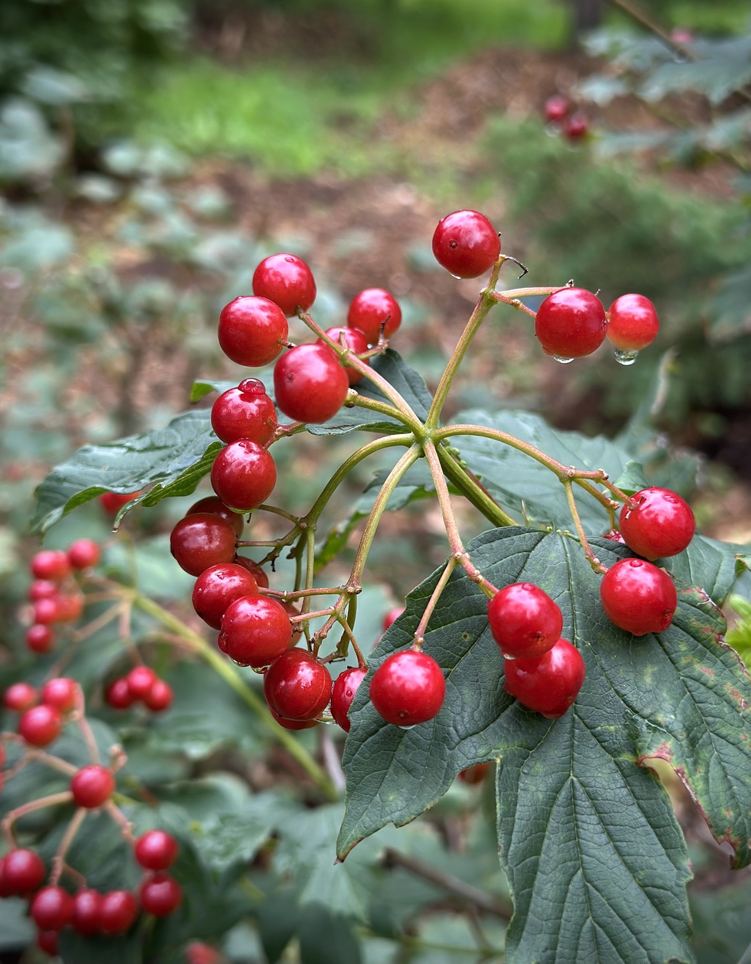 Калина обыкновенная (Viburnum opulus) — изображение 3