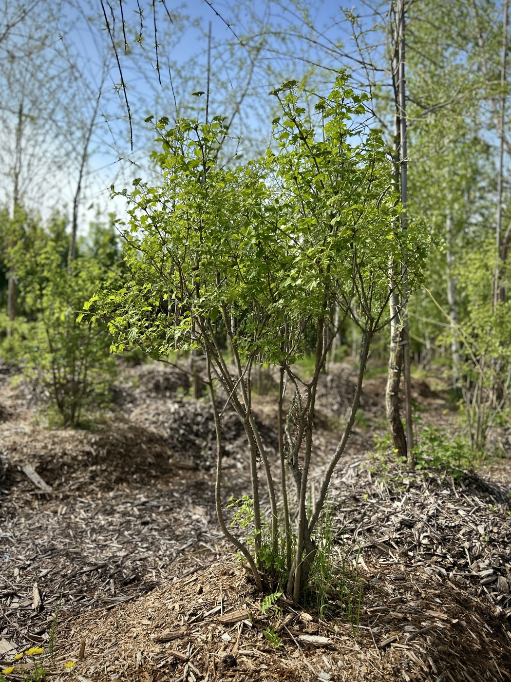 Калина обыкновенная (Viburnum opulus)