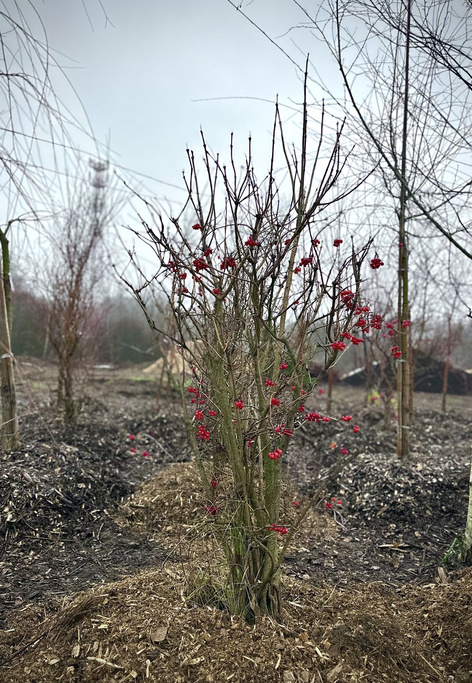 Калина обыкновенная (Viburnum opulus) — изображение 2