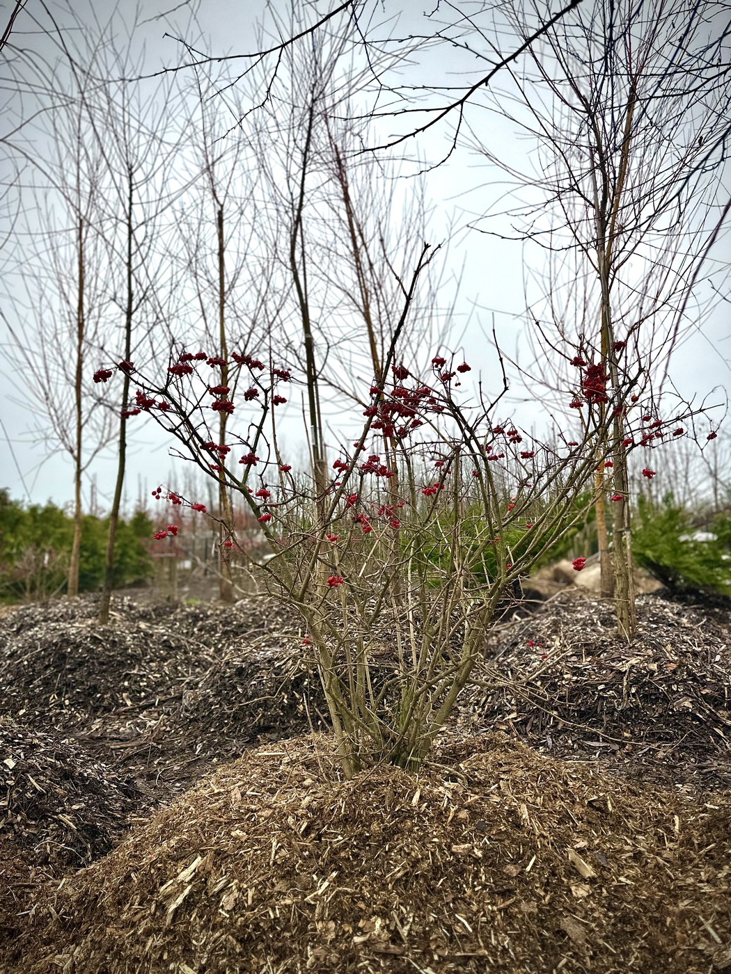 Калина обыкновенная (Viburnum opulus)