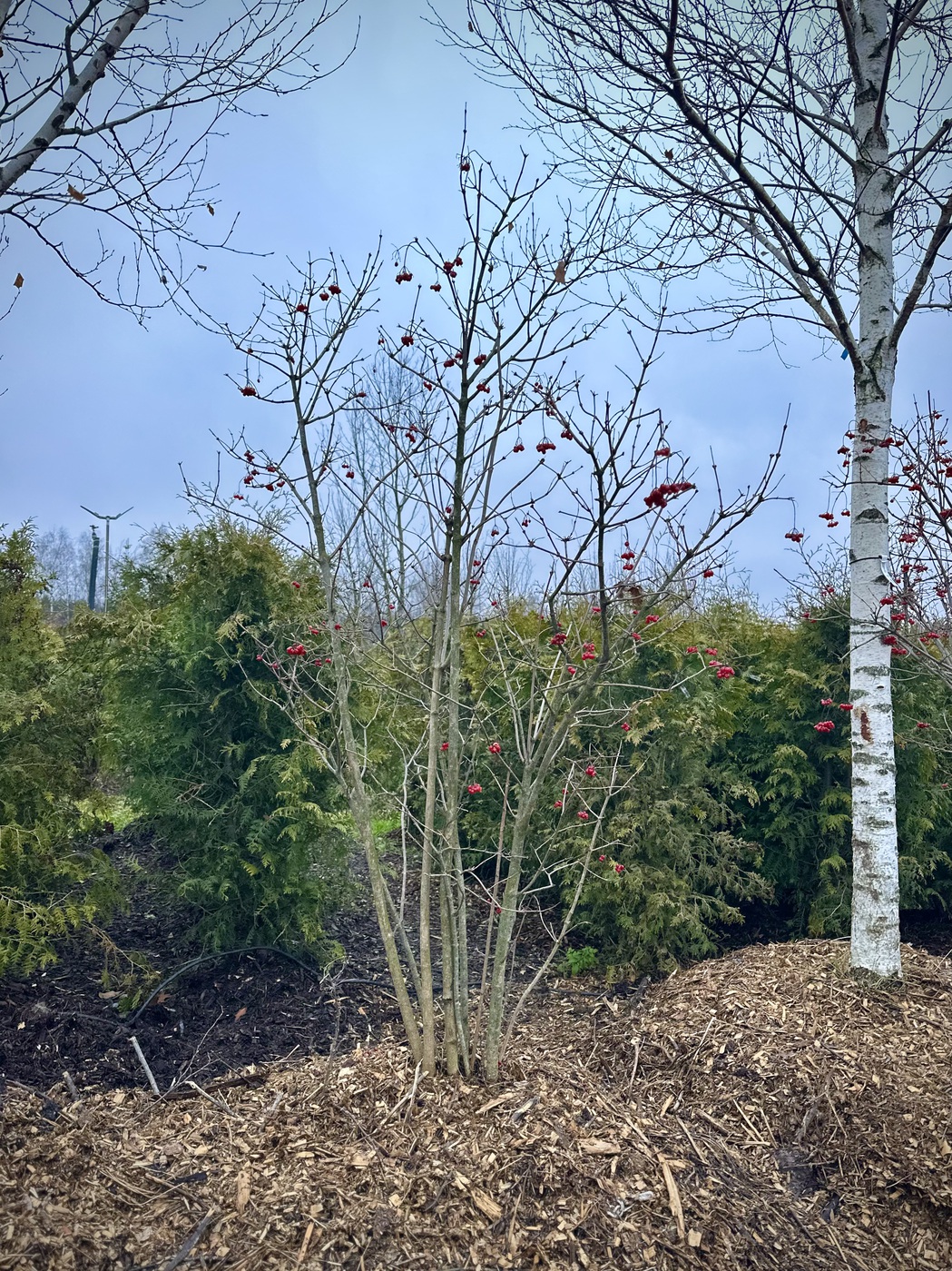 Калина обыкновенная (Viburnum opulus)