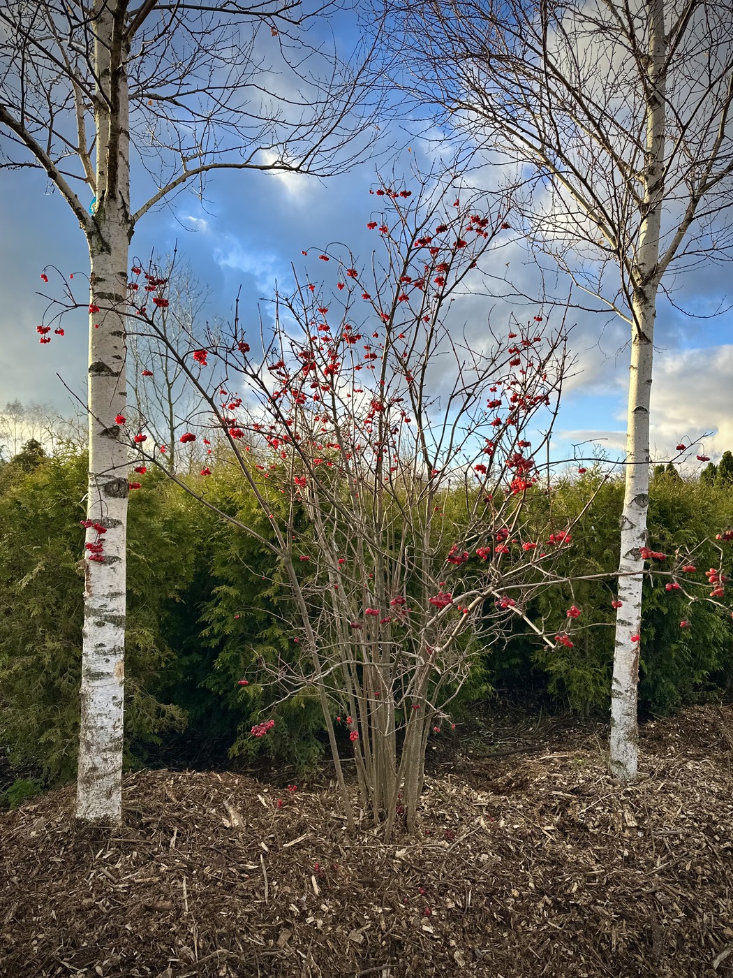 Калина обыкновенная (Viburnum opulus)