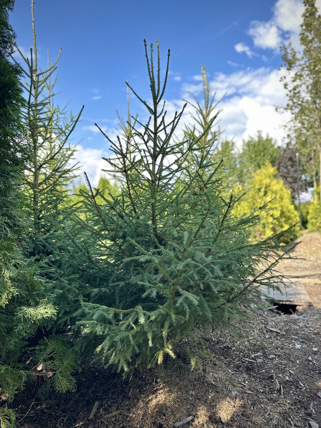 Ель обыкновенная (Picea abies)
