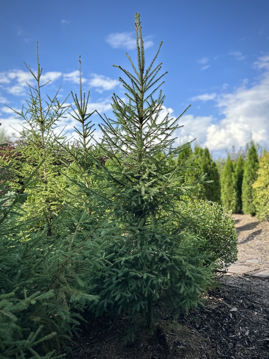 Ель обыкновенная (Picea abies)