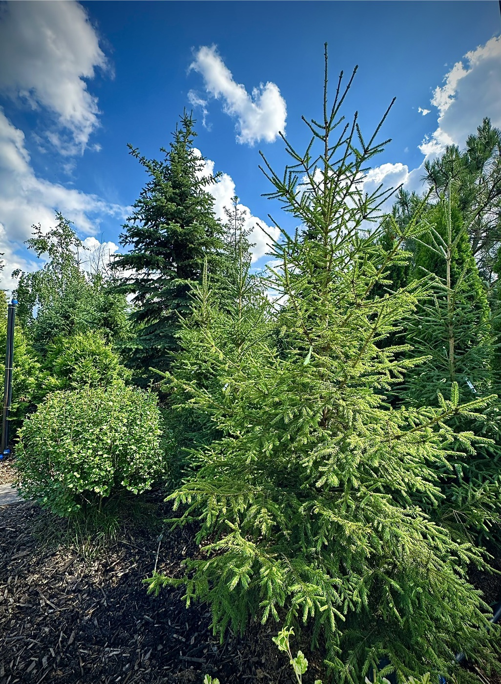 Ель обыкновенная (Picea abies) (H200-250 см)