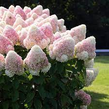 Гортензия метельчатая `Саммер Лав``Summer Love`