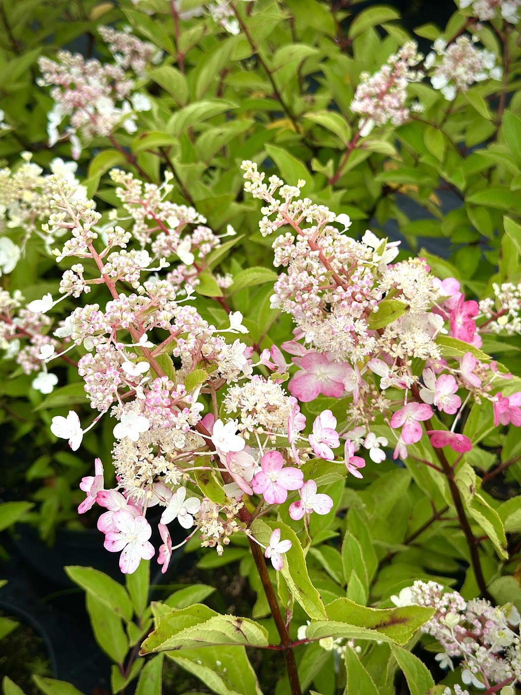 Гортензия метельчатая `Пинки Винки``Pinky Winky`