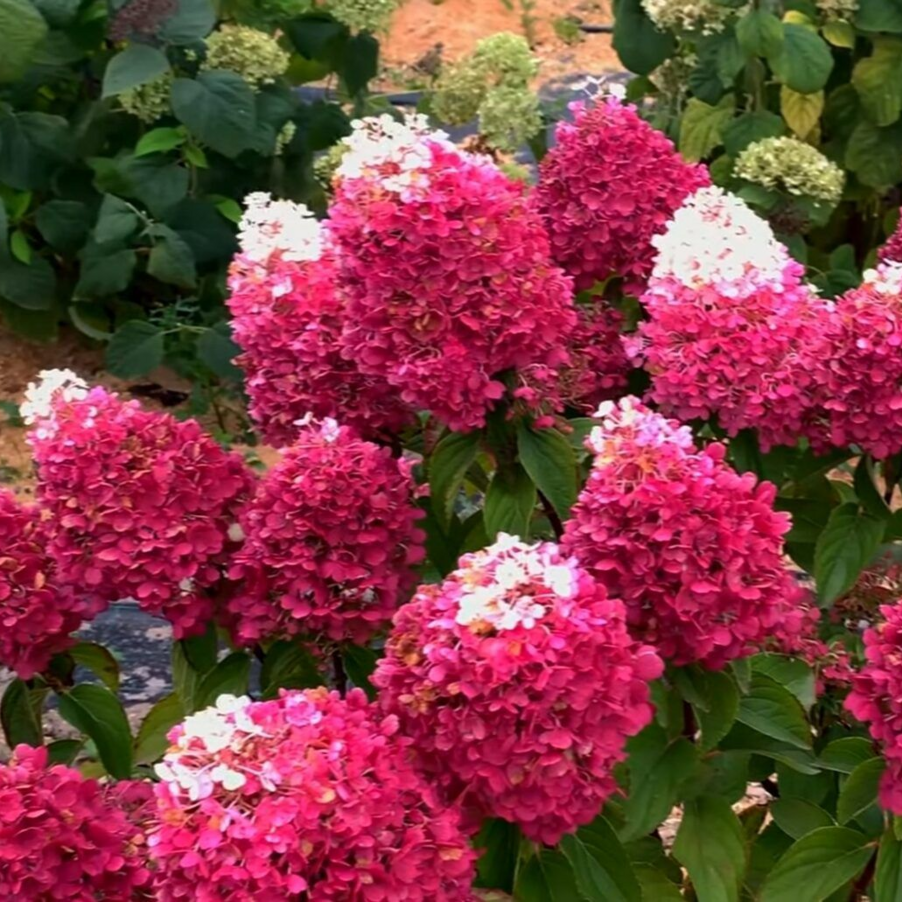 Гортензия метельчатая `Строберри Блоссум``Strawberry Blossom`