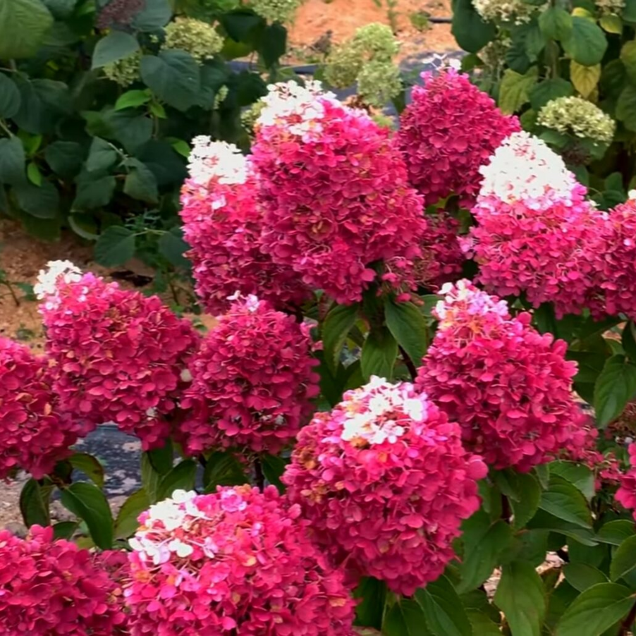 Гортензия метельчатая `Строберри Блоссум``Strawberry Blossom`