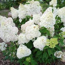 Гортензия метельчатая `Диамантино``Diamantino` — изображение 2