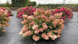 Гортензия метельчатая `Диамантино``Diamantino` — изображение 2