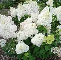 Гортензия метельчатая `Диамантино``Diamantino`