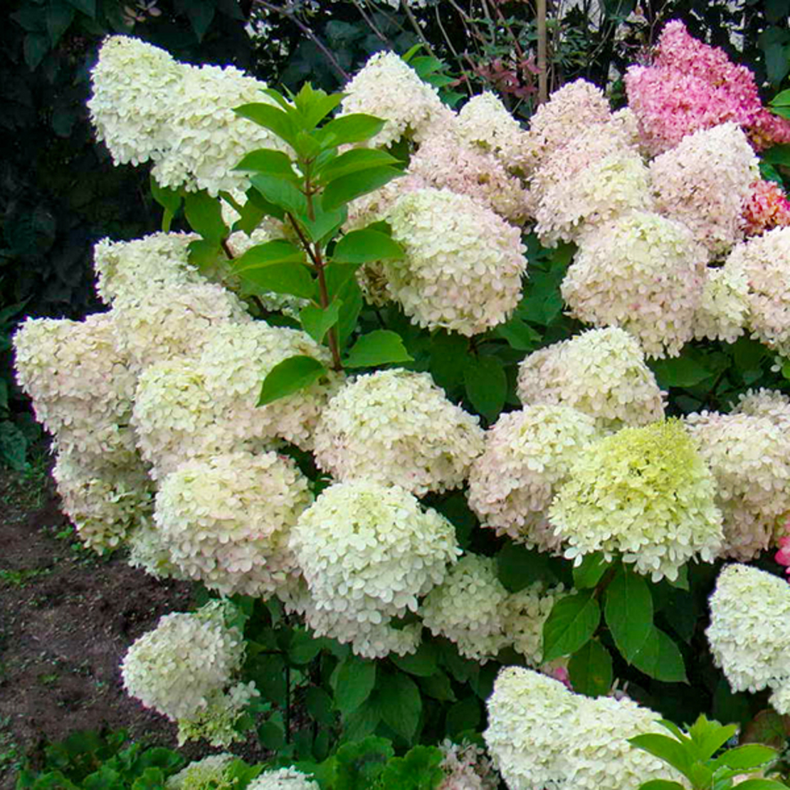 Гортензия метельчатая `Диамантино``Diamantino`