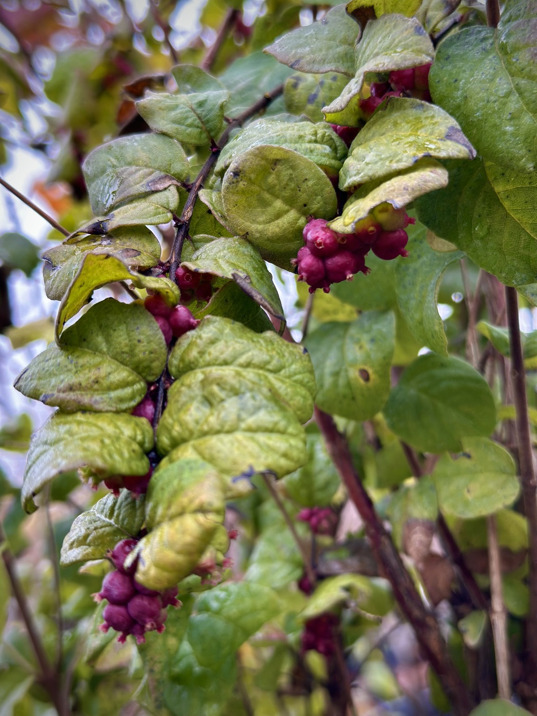 Снежноягодник Доренбоза `Мэджик Берри``Magic Berry`