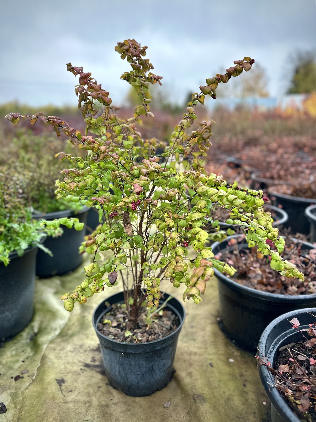 Снежноягодник Доренбоза `Мэджик Берри``Magic Berry`