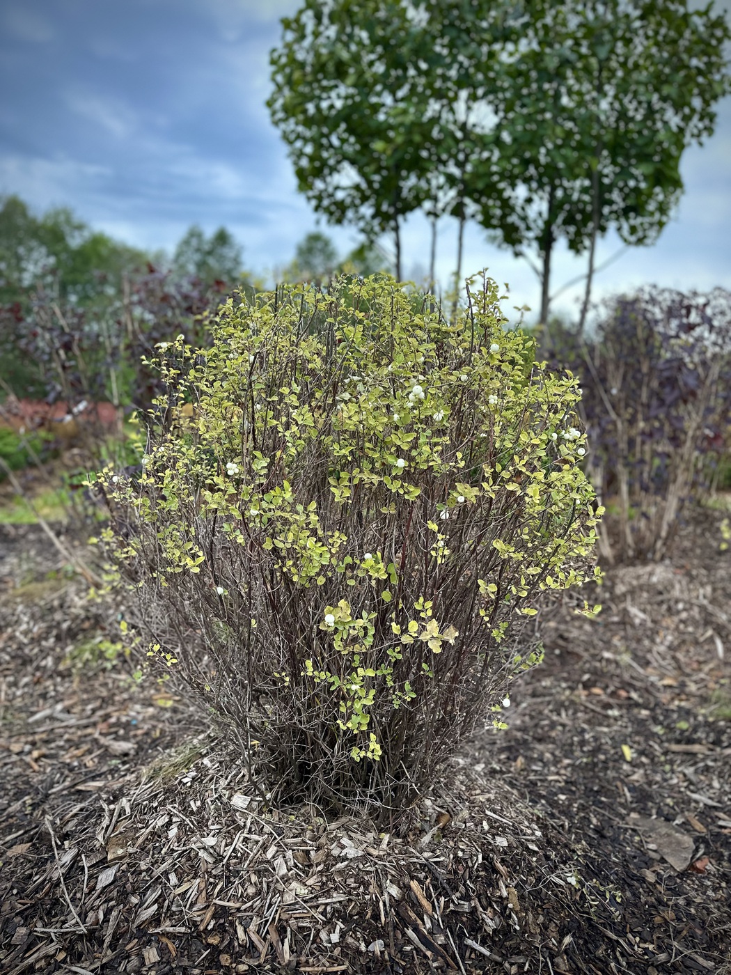 Снежноягодник Доренбоза `Вайт Хедж``White Hedge`