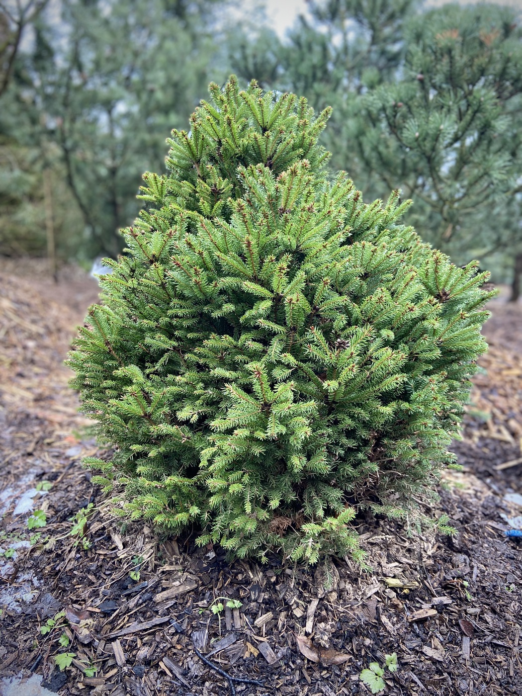 Ель обыкновенная `Пигмея``Pygmaea`