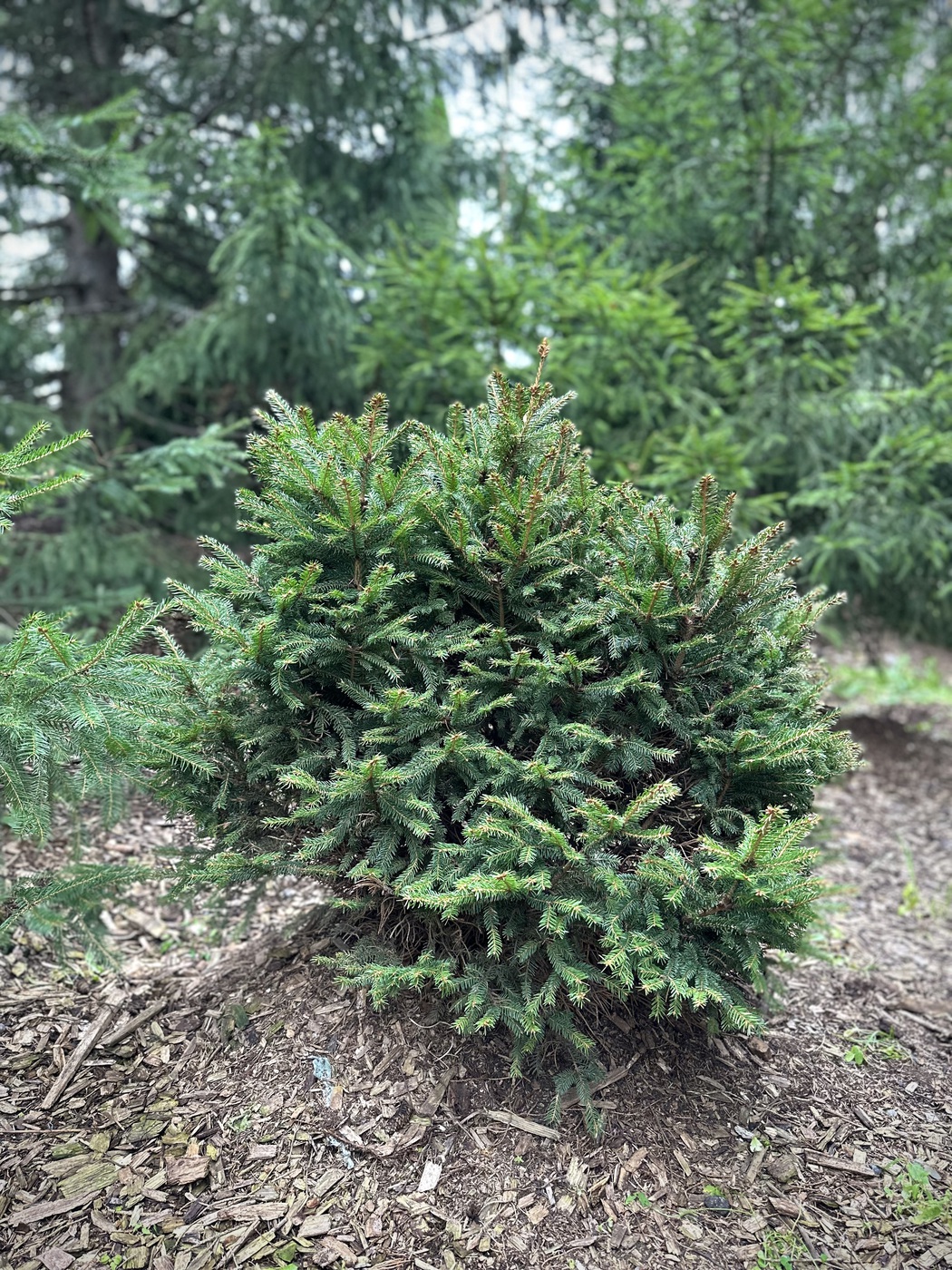 Ель обыкновенная `Пигмея``Pygmaea`