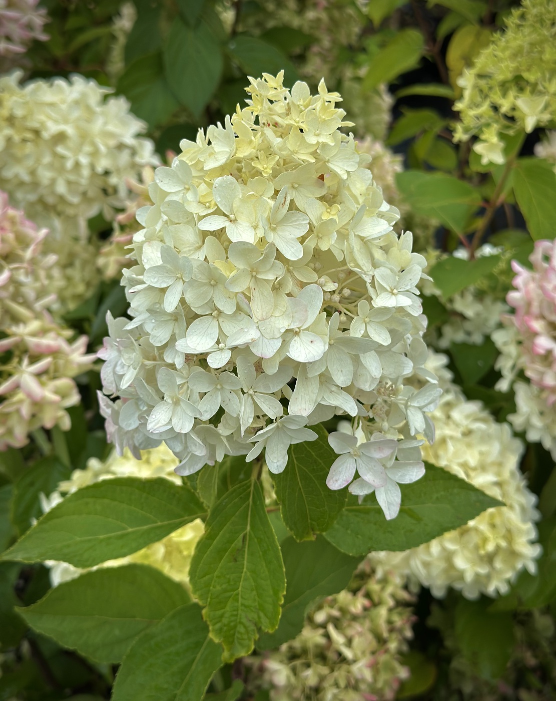 Гортензия метельчатая `Скайфолл``Skyfall`