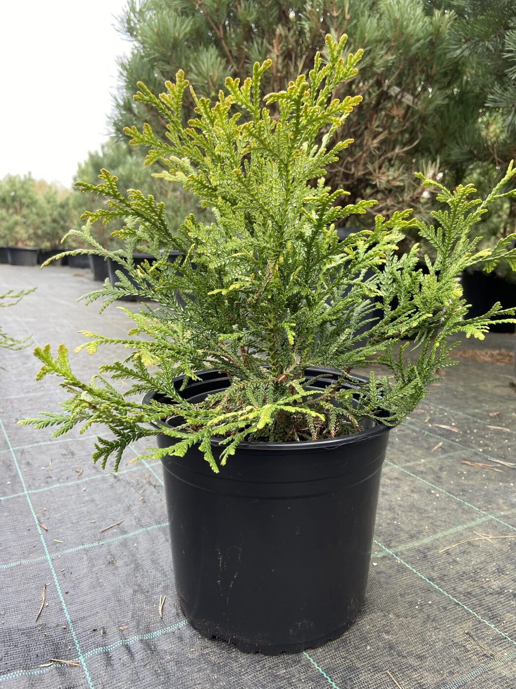 Туевик Долотовидный