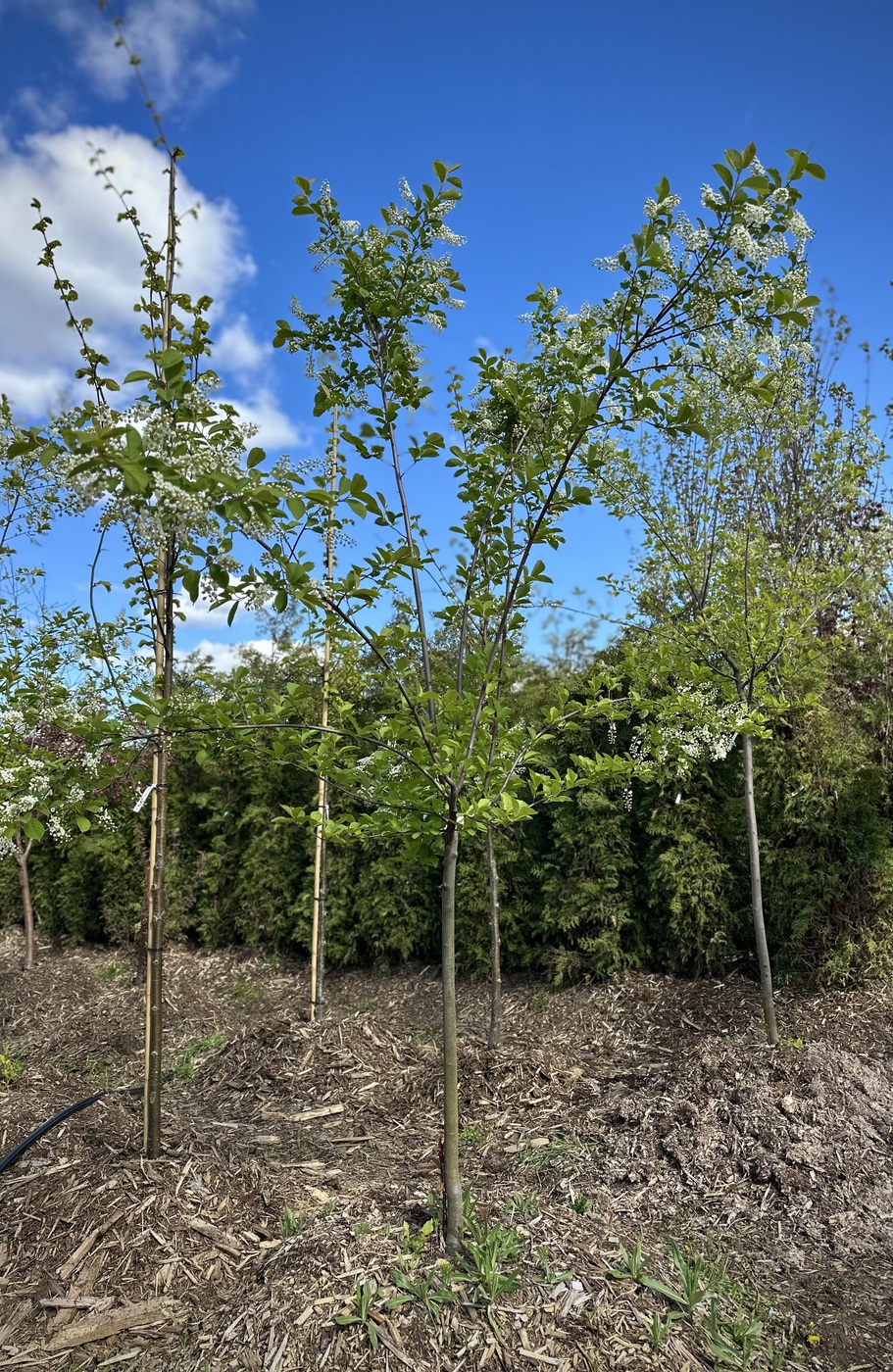 Черемуха виргинская `Шуберт`
