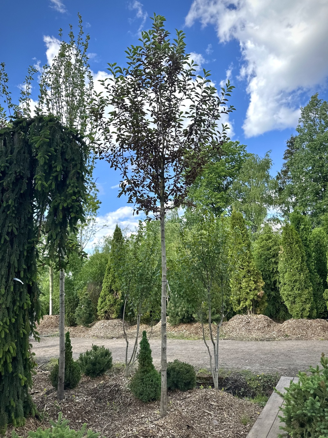 Черемуха виргинская `Канада Ред``Canada Red`