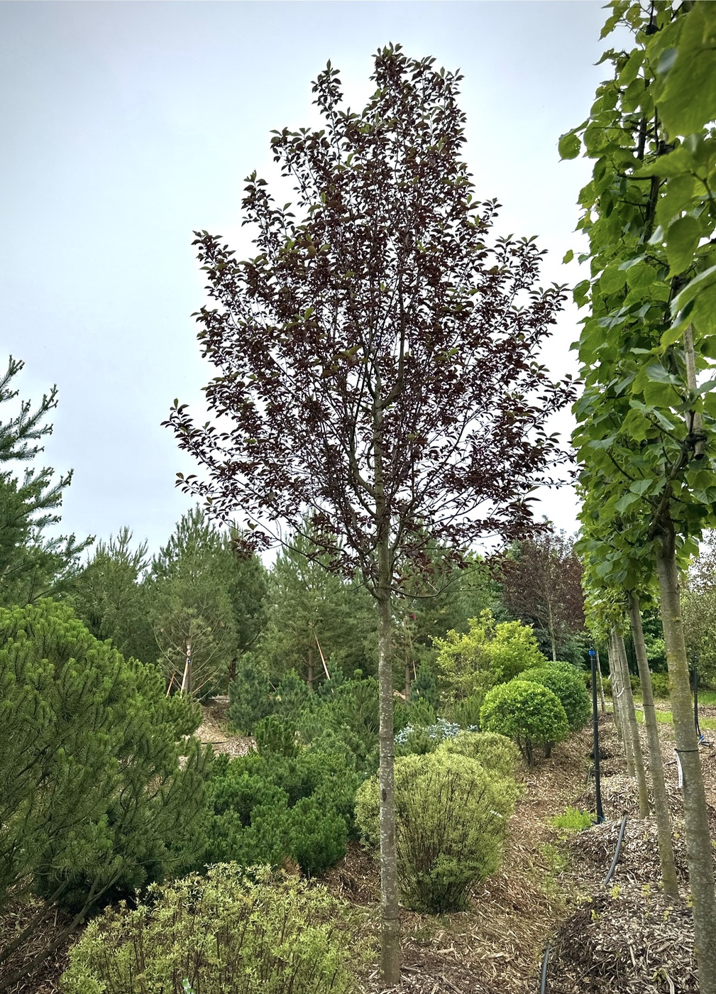 Черемуха виргинская `Канада Ред``Canada Red`