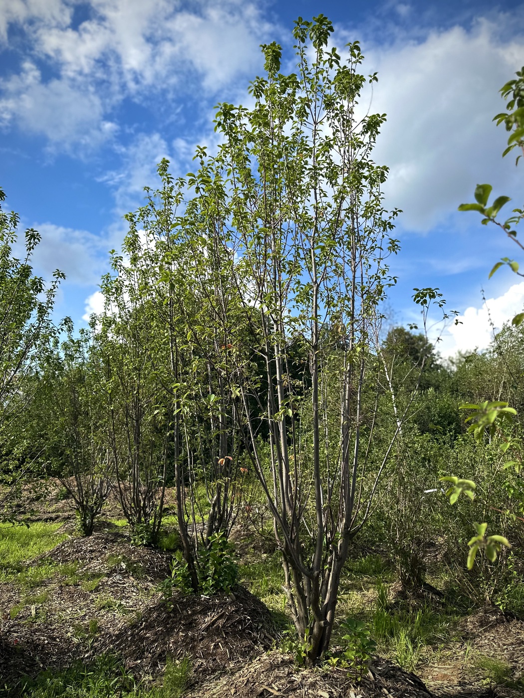 Черемуха обыкновенная `Памяти Саламатова`