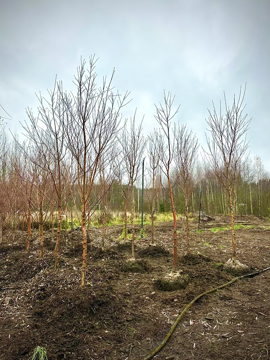 Черемуха `Маака`