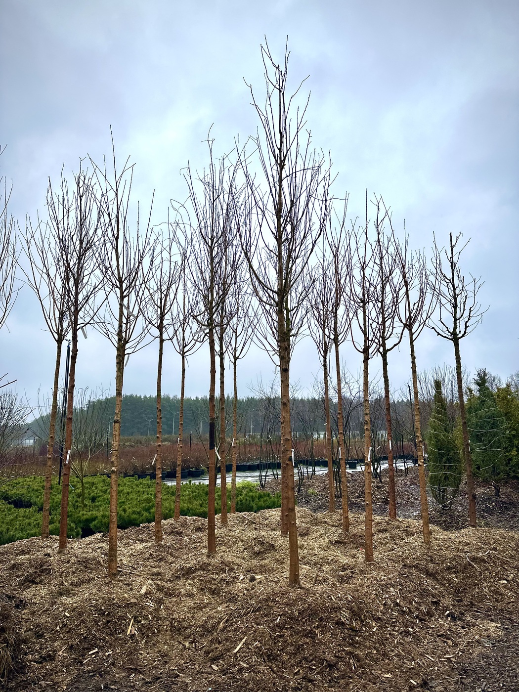 Черемуха Маака `Эмбер Бьюти` `Amber Beauty`