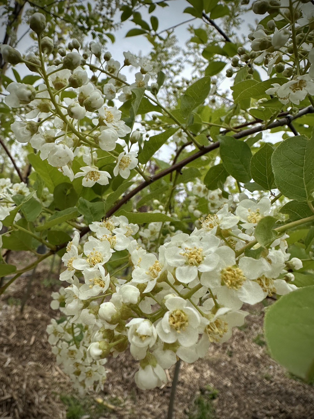 Черемуха виргинская `Шуберт`