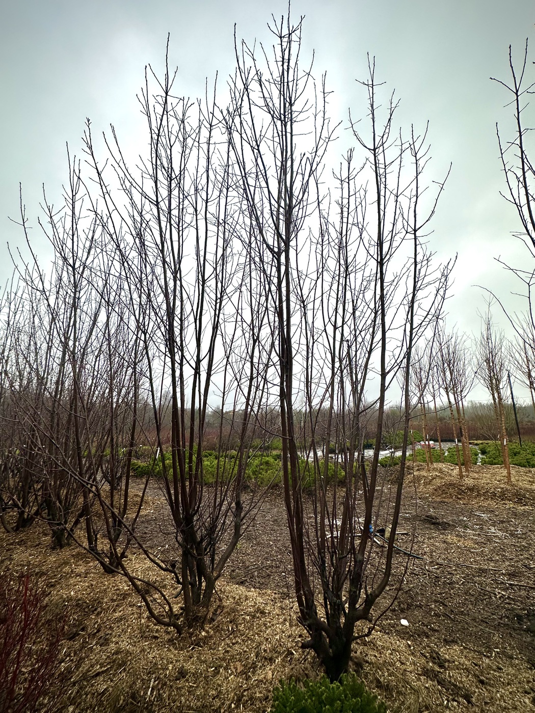 Черемуха обыкновенная `Памяти Саламатова`