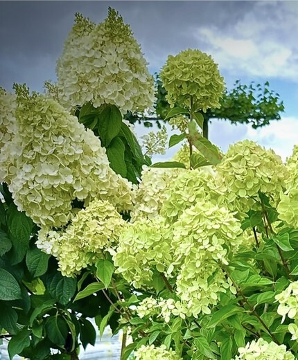 Гортензия метельчатая Литтл Лайм (Little Lime)