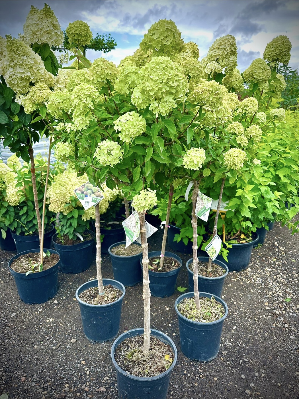 Гортензия метельчатая `Литтл Лайм``Little Lime`