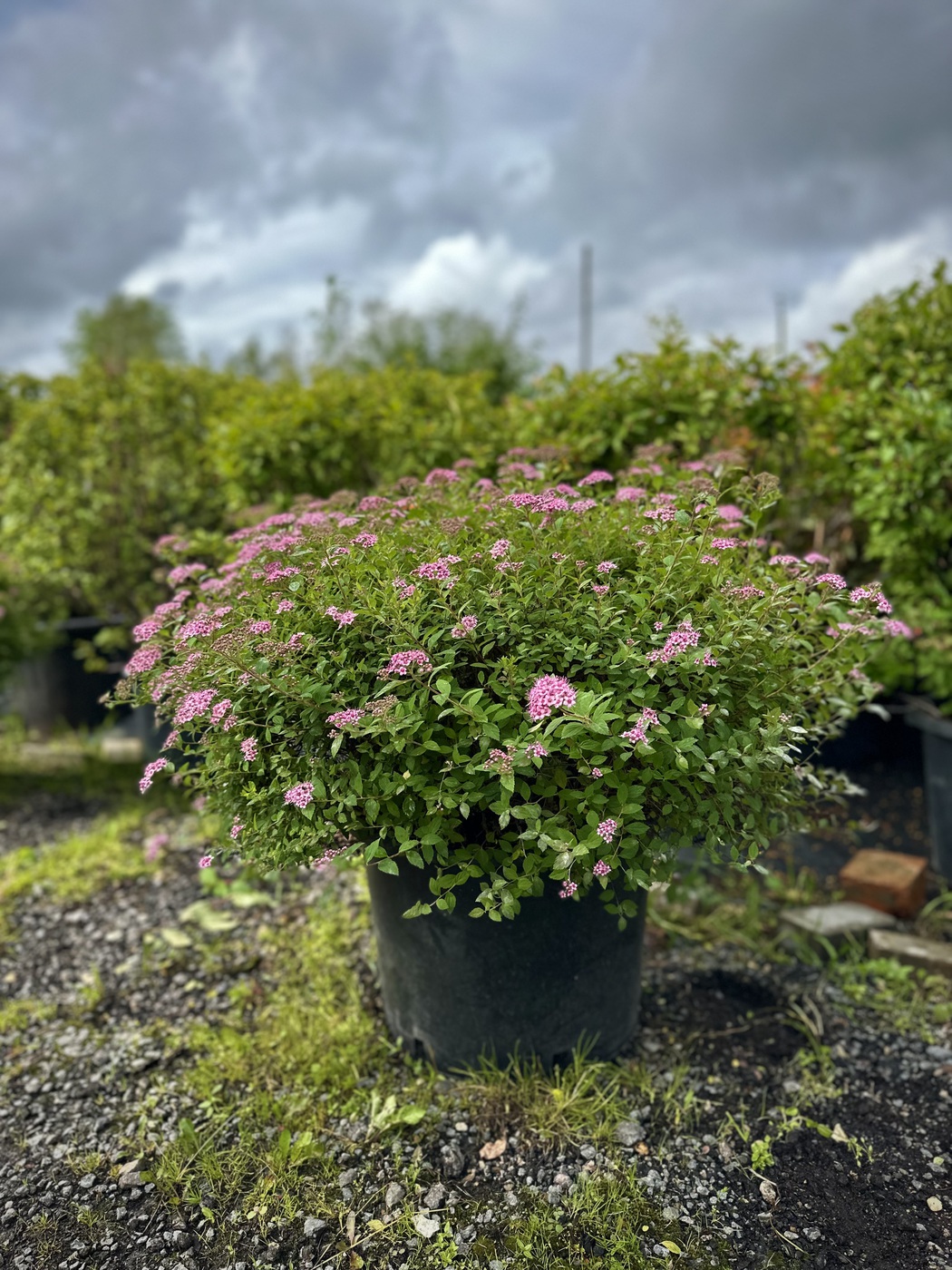 Спирея японская `Литтл Принцесс``Little Princess`