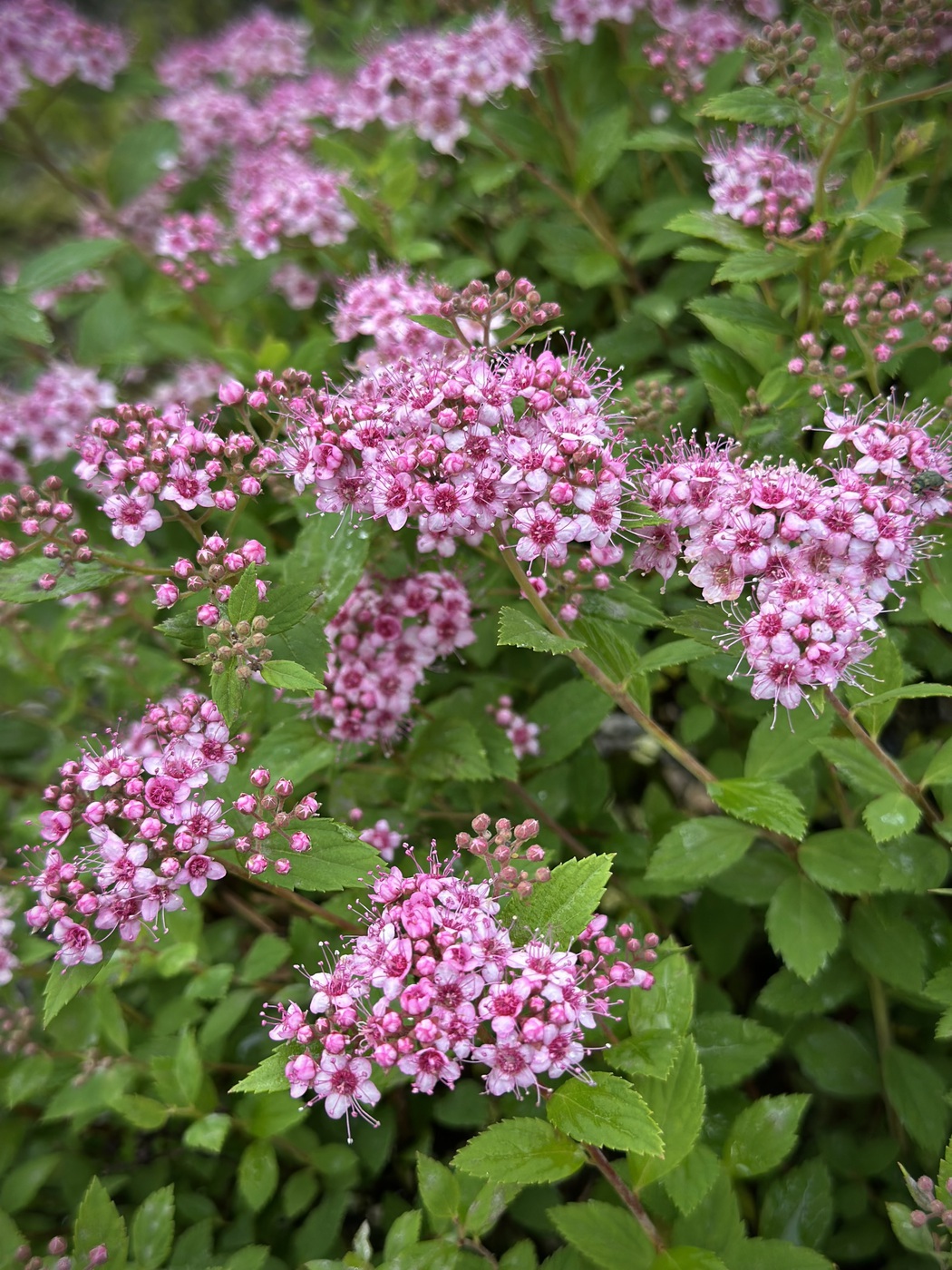 Спирея японская Литтл Принцесс (Little Princess)