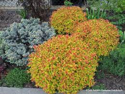 Спирея японская `Голдфлейм``Goldflame`