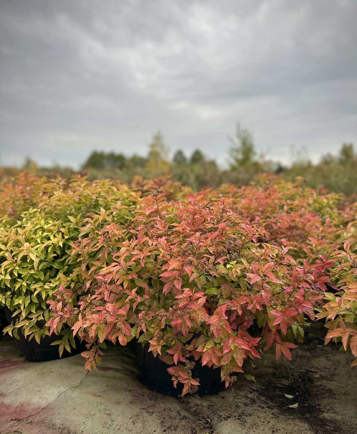 Спирея японская `Голдфлейм``Goldflame`