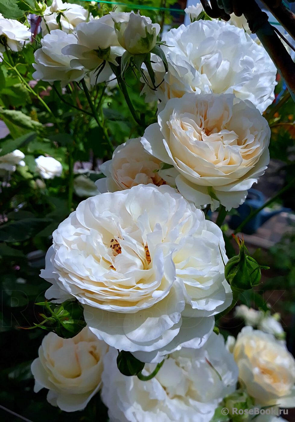 РОЗА ВИНЧЕСТЕР КАФЕДРАЛ (WINCHESTER CATHEDRAL)