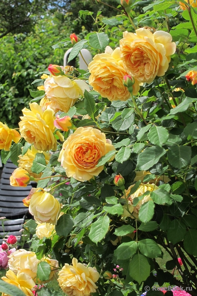 РОЗА ГОЛДЕН СЕЛЕБРЕЙШН (GOLDEN CELEBRATION)