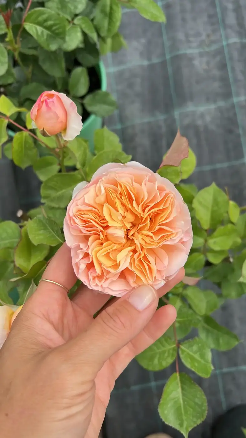 РОЗА ДЖУЛЬЕТТА (JULIET)