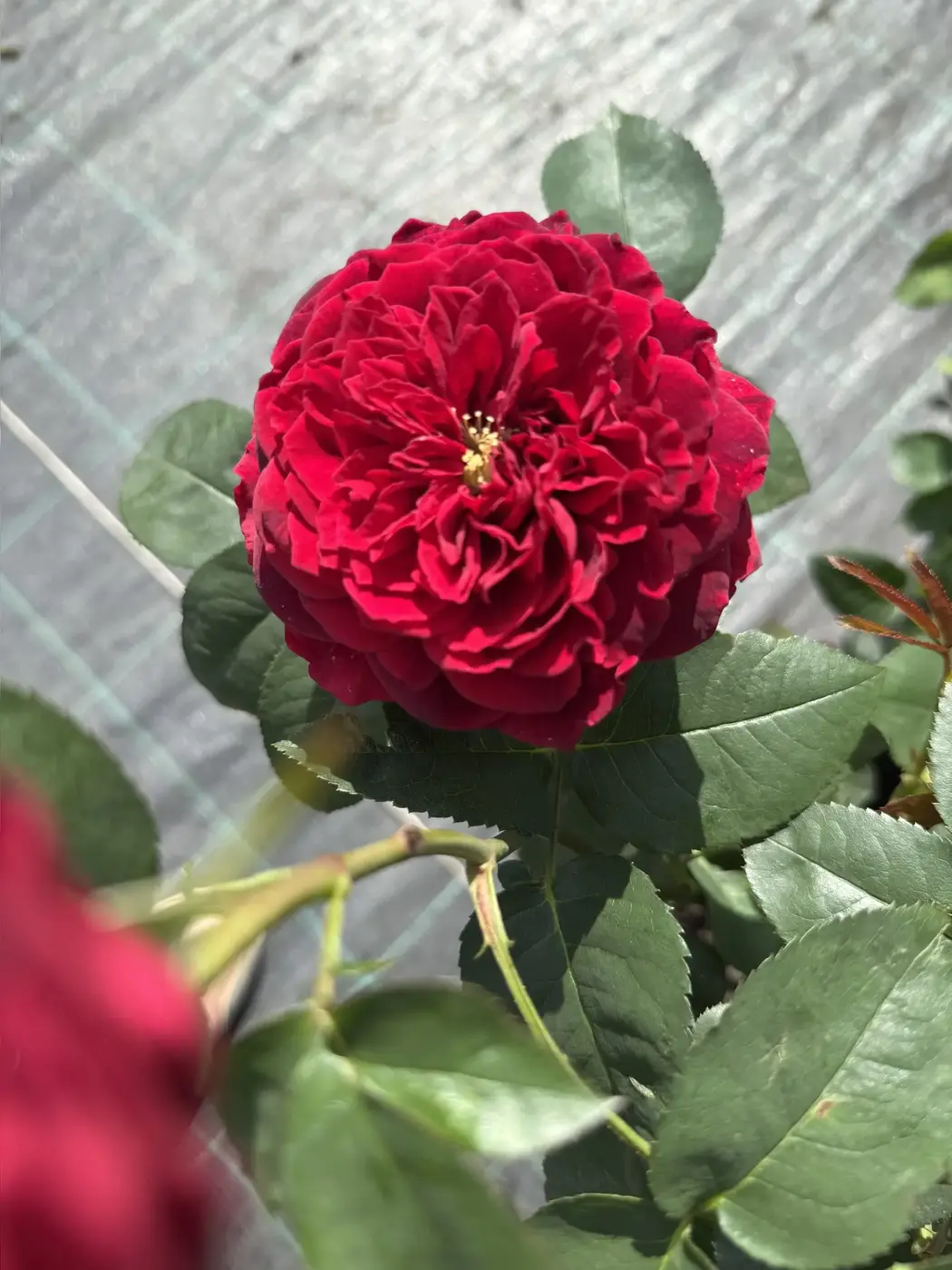 РОЗА ТЕСС (TESS)