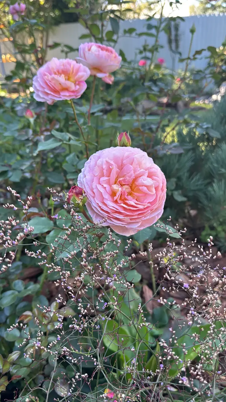РОЗА АБРАХАМ ДЕРБИ (ABRAHAM DARBY)