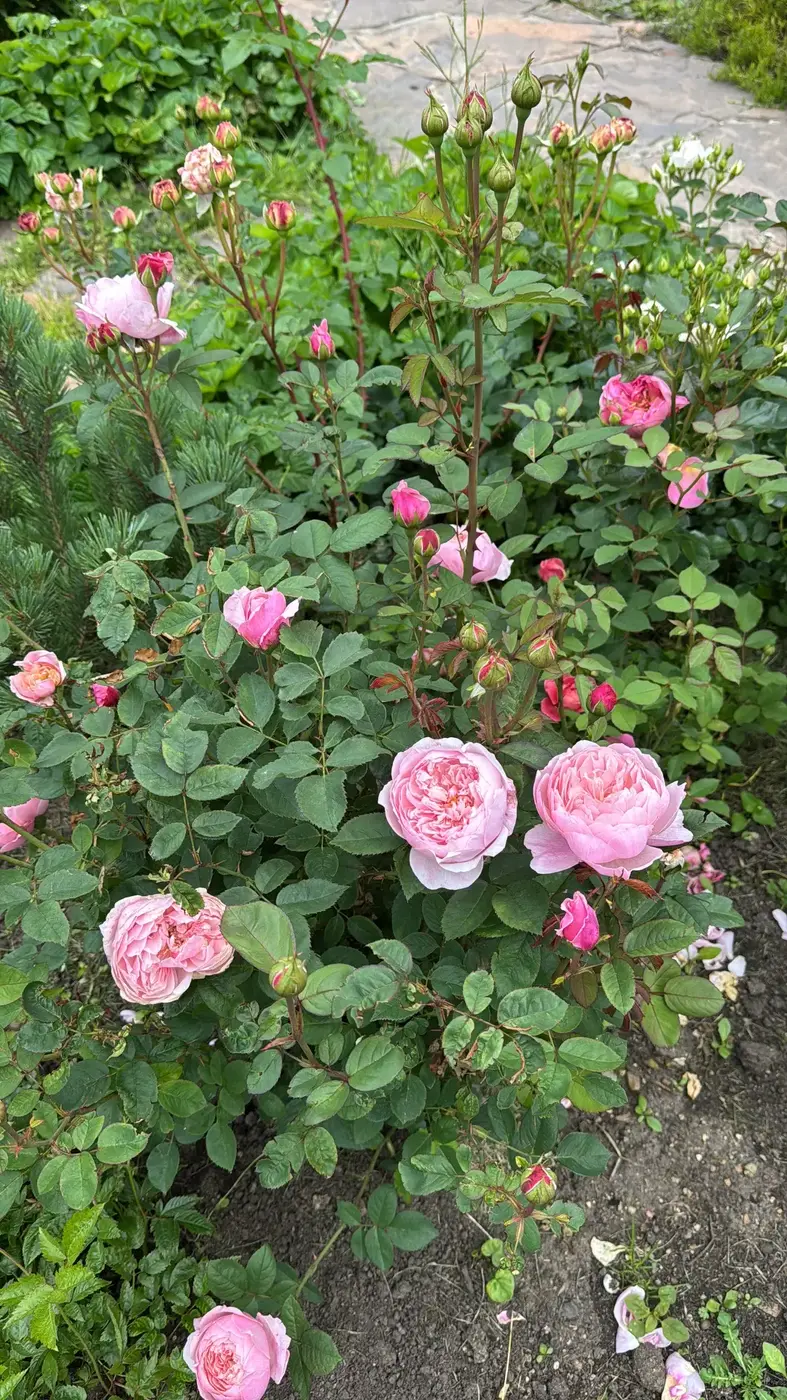 РОЗА ЗЕ АЛНВИК РОУЗ (THE ALNWICK ROSE)