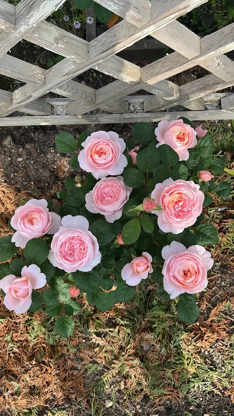 РОЗА КВИН ОФ ШВЕДЕН (QUEEN OF SWEDEN)