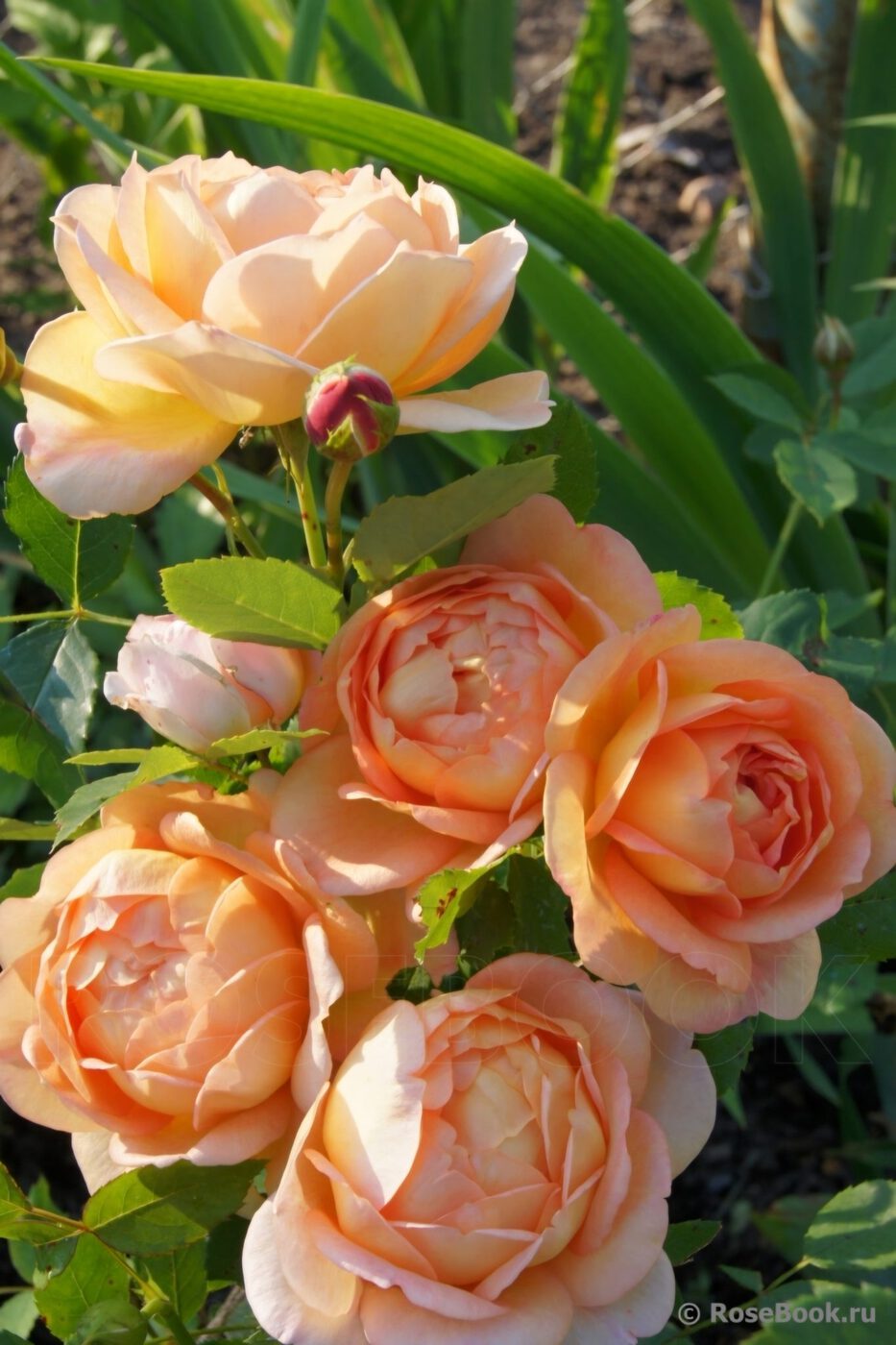 РОЗА ЛЕДИ ОФ ШАЛОТТ (LADY OF SHALOTT)